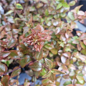 Abelia 'Mystic Daydream'